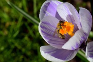 A méhpempő összetevői, hatóanyagai és hatásai